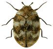 Anthrenus verbasci