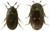 Attagenus pellio