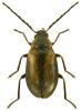 Odeles marginata