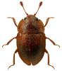 Epuraea limbata
