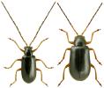 Luperus longicornis