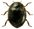 Stethorus punctillum