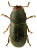 Strigocis bicornis