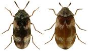 Trogoderma angustum