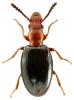 Vincenzellus ruficollis