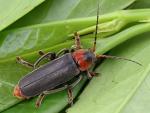Cantharis fusca (image ©entomart) Cantharis fusca (image ©entomart)