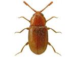 Atomaria pusilla (image by Lech Borowiec) Atomaria pusilla (image by Lech Borowiec)