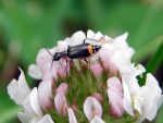 Axinotarsus marginalis - a malachite beetle Axinotarsus marginalis - a malachite beetle