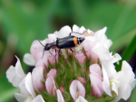 Axinotarsus marginalis - a malachite beetle