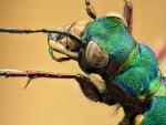 Cicindela campestris (image by Mark Gurney) Cicindela campestris (image by Mark Gurney)