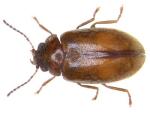 Cyphon laevipennis (image by Udo Schmidt) Cyphon laevipennis (image by Udo Schmidt)
