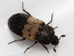 Dermestes lardarius (image by Stefan Lindmark) Dermestes lardarius (image by Stefan Lindmark)