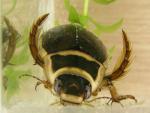Dytiscus diving beetle (image by Evanherk)
