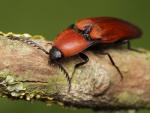 Elater ferrugineus (image by Mark Gurney) Elater ferrugineus (image by Mark Gurney)