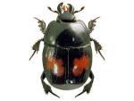 Margarinotus bipustulatus (image by Lech Borowiec) Margarinotus bipustulatus (image by Lech Borowiec)