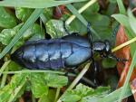Oil beetle - Meloe violaceus (image by Liam Olds)