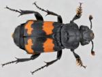 Nicrophorus investigator (image by Ashleigh Whiffin/National Museums Scotland) Nicrophorus investigator (image by Ashleigh Whiffin/National Museums Scotland)