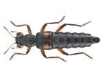 Stenus kiesenwetteri (image by Udo Schmidt) Stenus kiesenwetteri (image by Udo Schmidt)