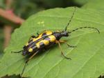 Rutpela maculata (Black-and-yellow Longhorn Beetle) (image by John Walters)