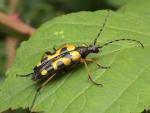 Rutpela maculata (Black-and-yellow Longhorn Beetle) (image by John Walters) Rutpela maculata (Black-and-yellow Longhorn Beetle) (image by John Walters)