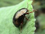 Chrysolina banksi (image by John Walters) Chrysolina banksi (image by John Walters)