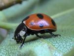 Coccinella septempunctata (Seven-spot Ladybird) (image by John Walters) Coccinella septempunctata (Seven-spot Ladybird) (image by John Walters)