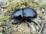 Dor beetle (image by John Walters)