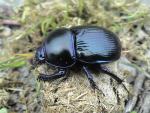 Dor beetle (image by John Walters) Dor beetle (image by John Walters)